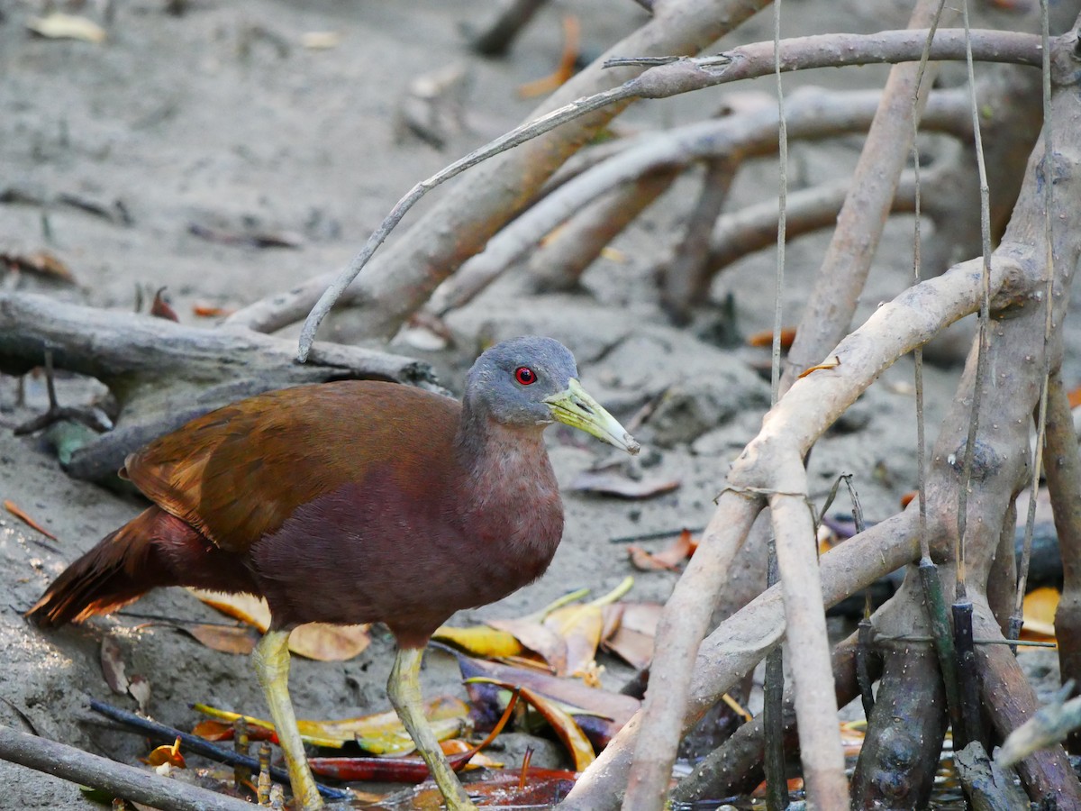 Chestnut Rail - ML623789191