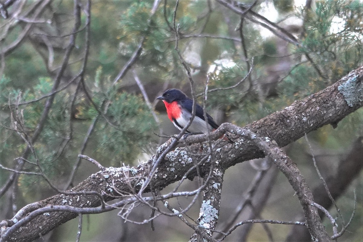 Mistletoebird - ML623789194