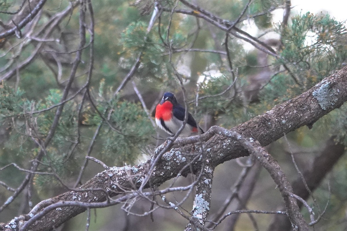 Mistletoebird - Cynthia Su