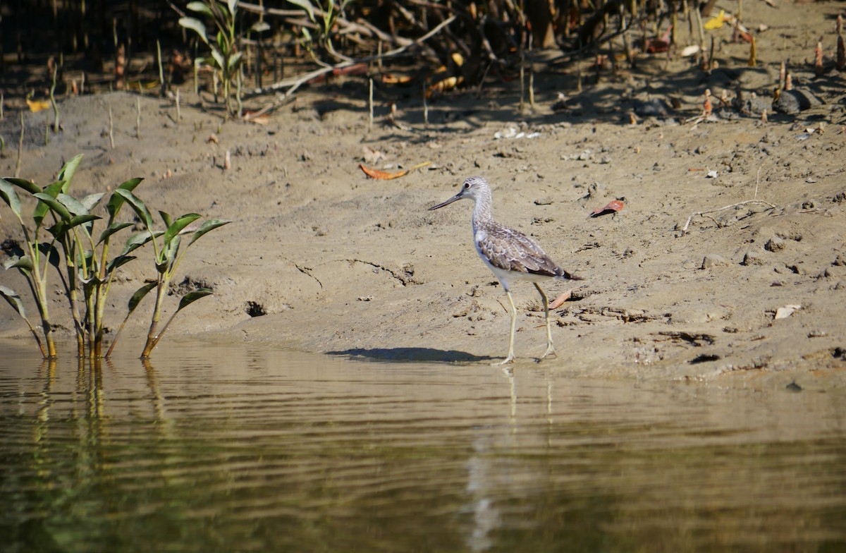 Common Greenshank - ML623789216