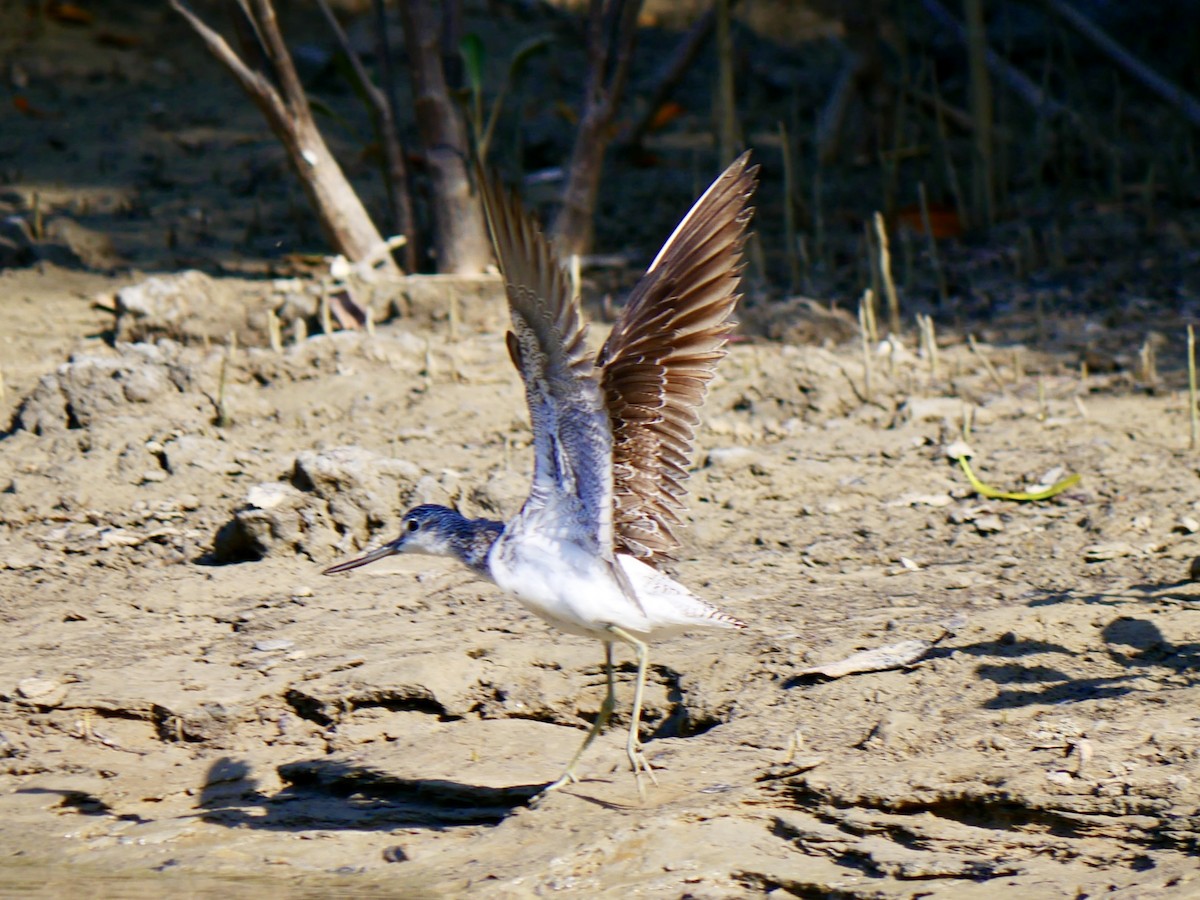 Common Greenshank - ML623789217