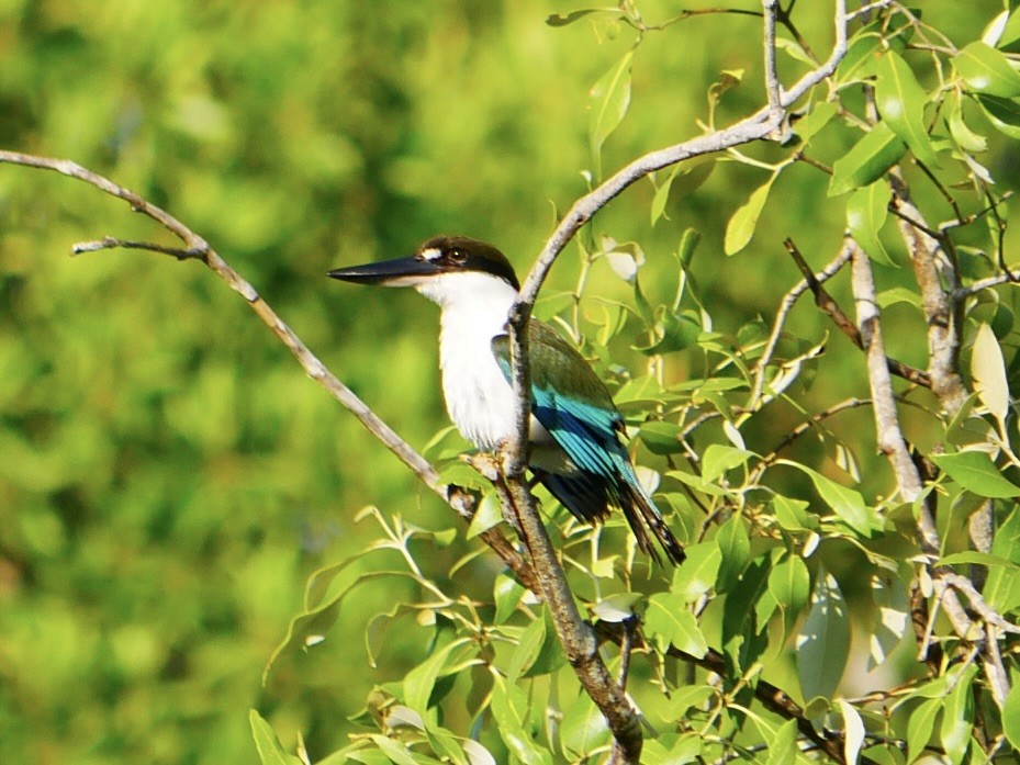 Torresian Kingfisher - ML623789223