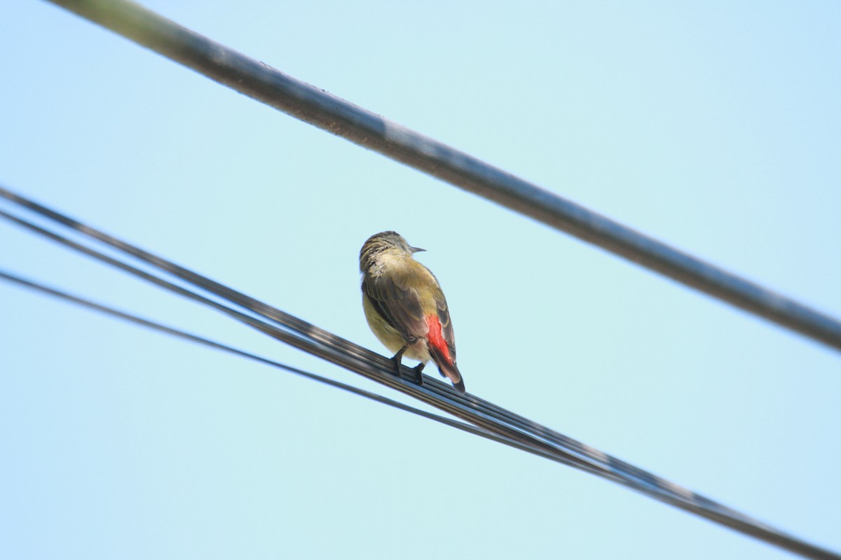 Scarlet-backed Flowerpecker - ML623789233