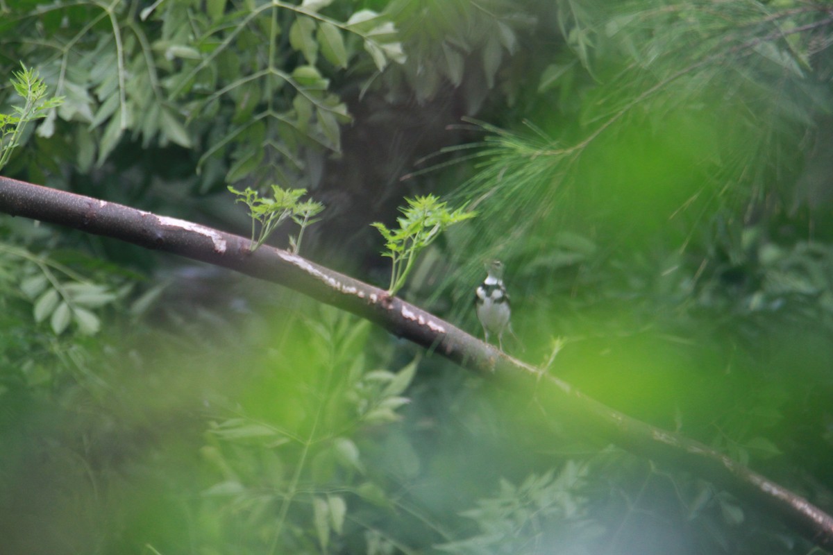 Bergeronnette de forêt - ML623789244