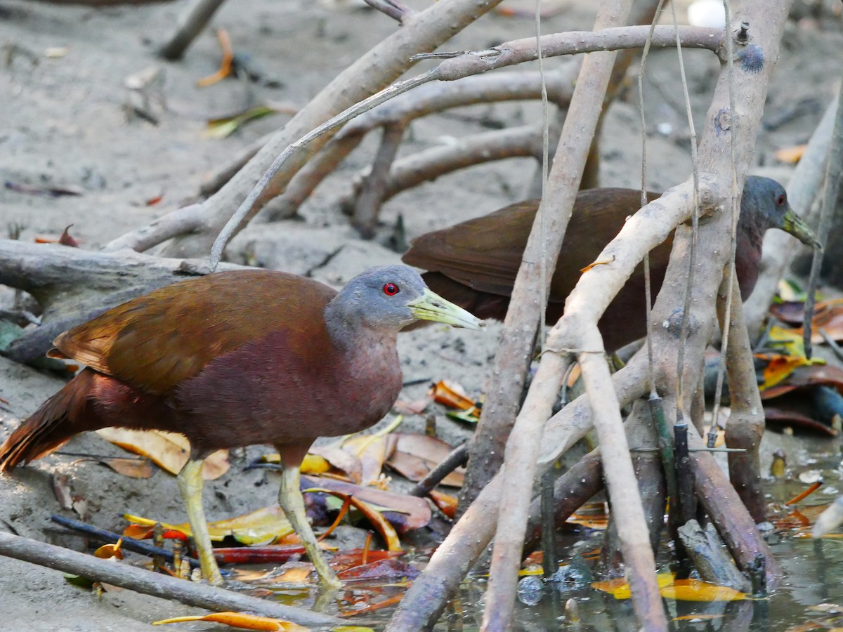 Chestnut Rail - ML623789271
