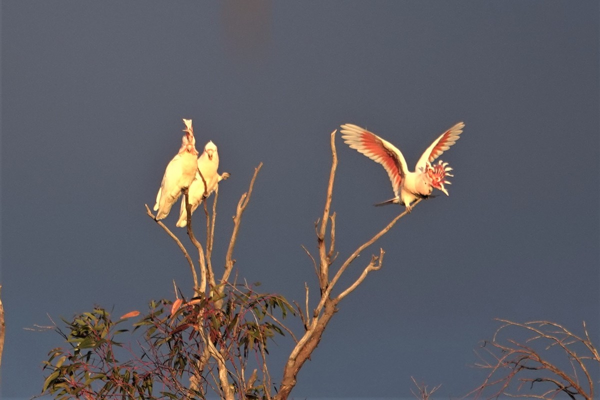 Pink Cockatoo - ML623789280