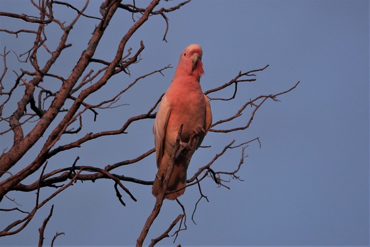 Pink Cockatoo - ML623789281