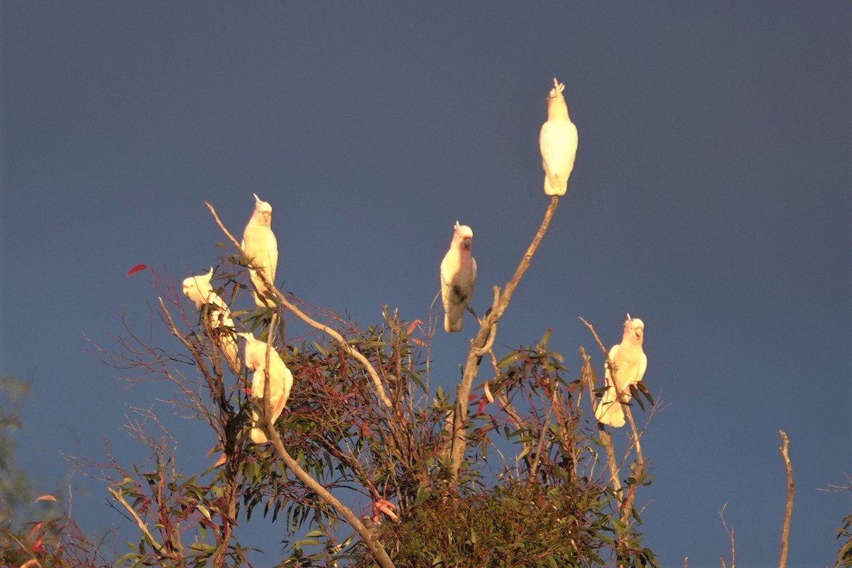 Pink Cockatoo - ML623789283