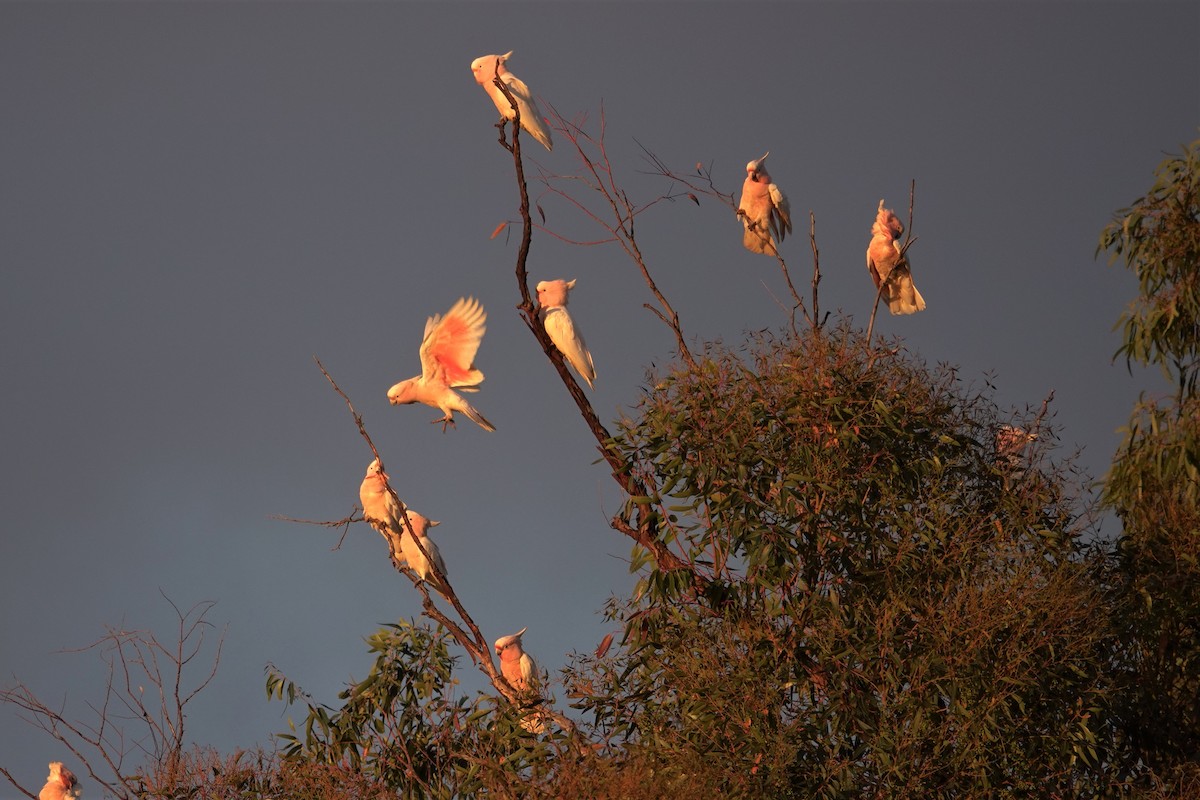 Pink Cockatoo - Cynthia Su