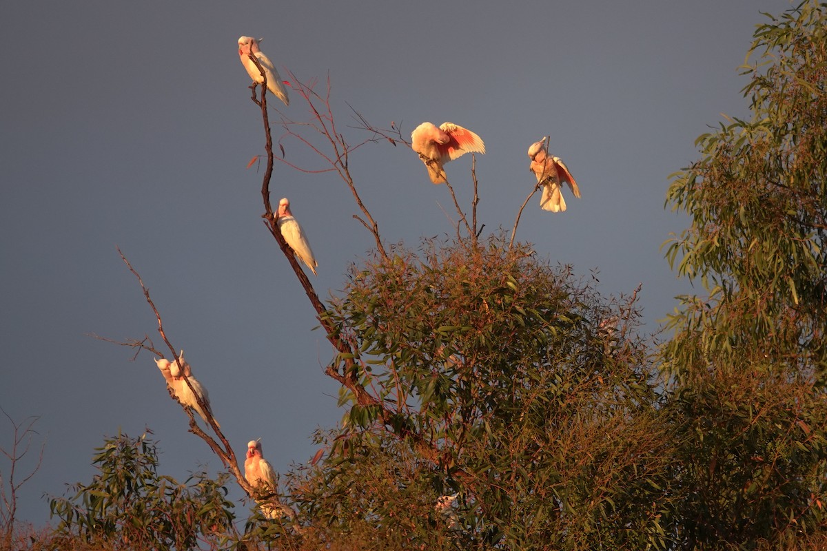 Pink Cockatoo - ML623789285