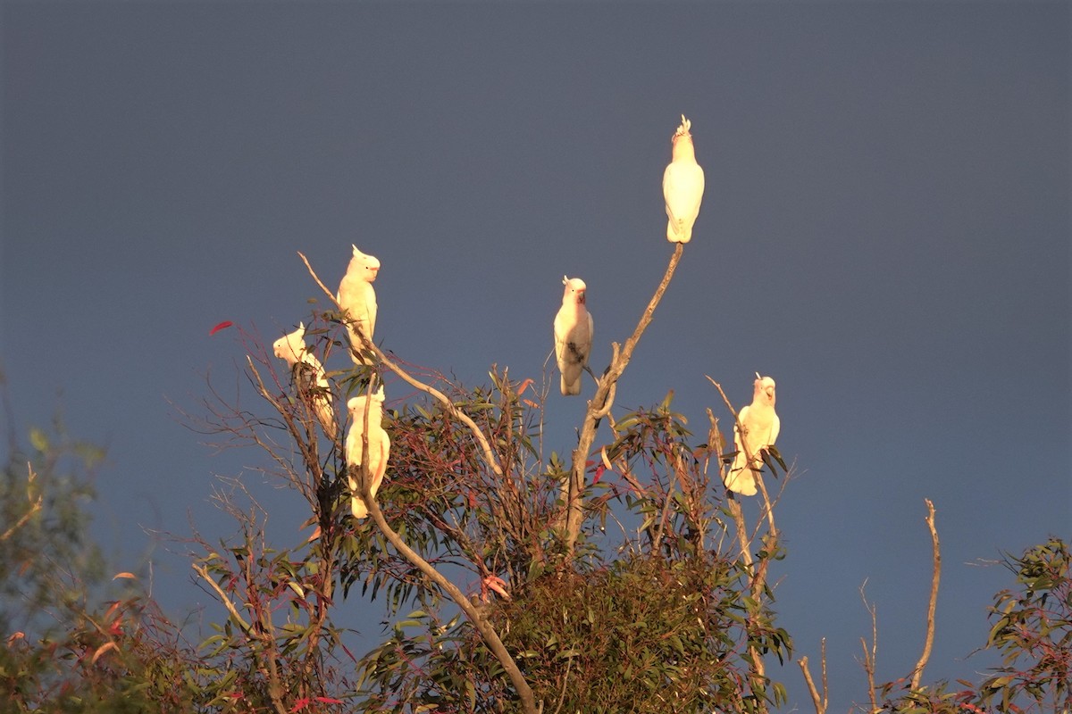 Pink Cockatoo - ML623789286