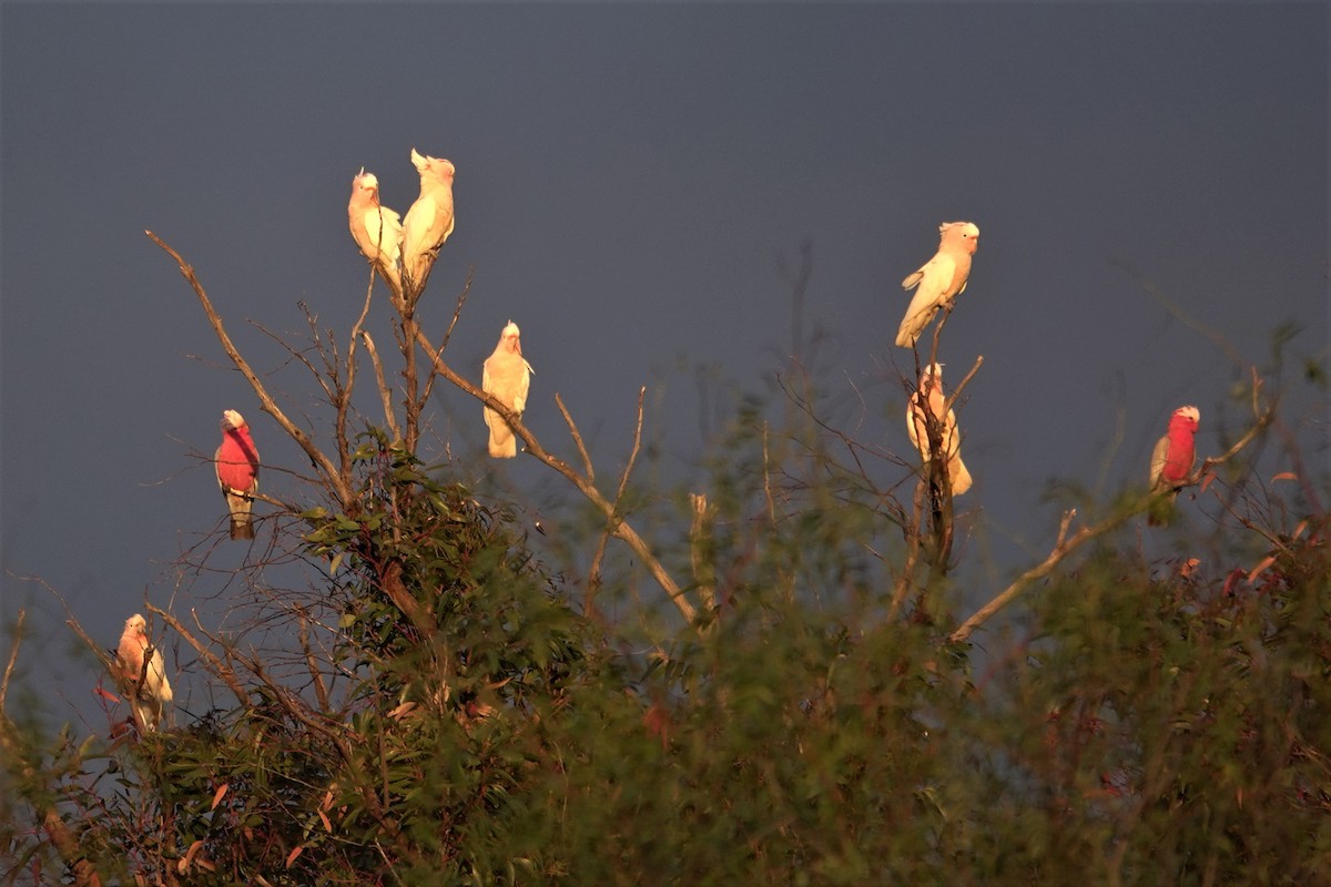 Pink Cockatoo - ML623789287