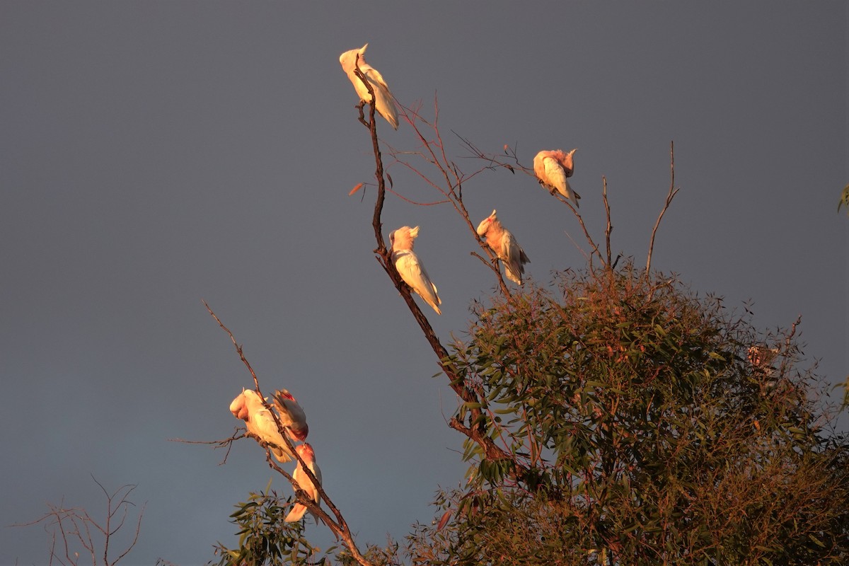 Pink Cockatoo - ML623789288