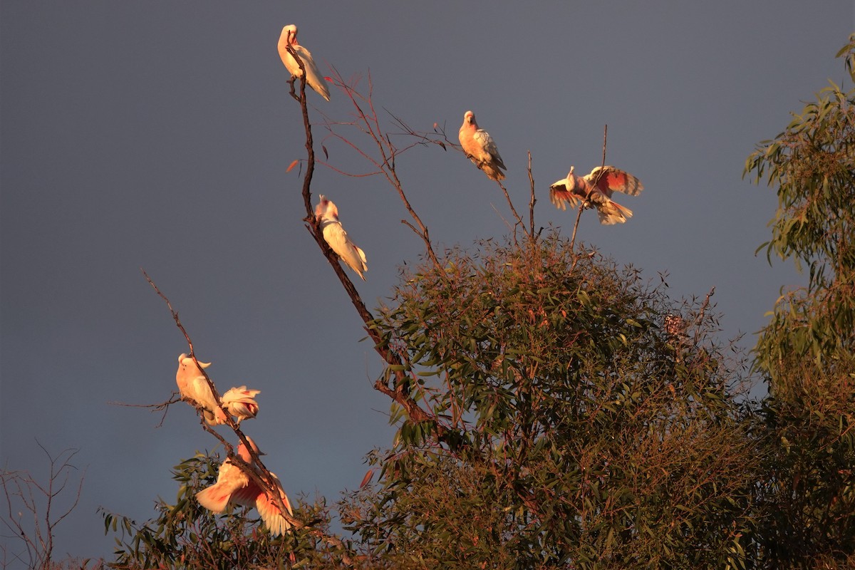 Pink Cockatoo - ML623789289