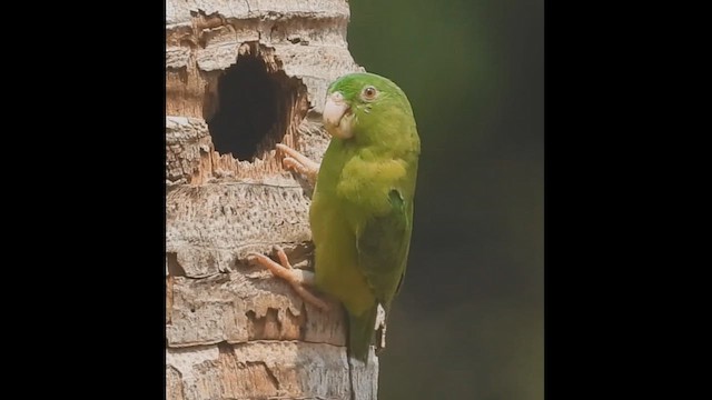Riparian Parrotlet - ML623789291