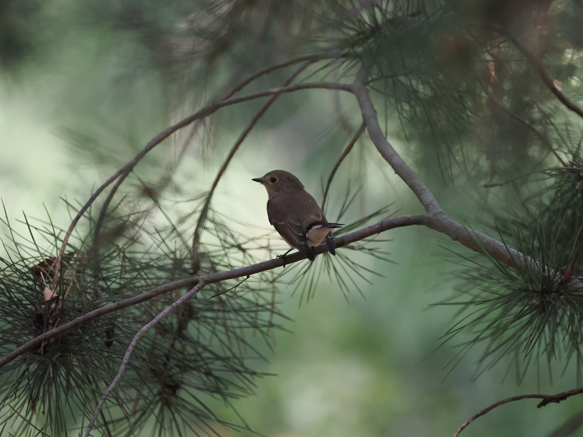 Taiga Flycatcher - ML623789299