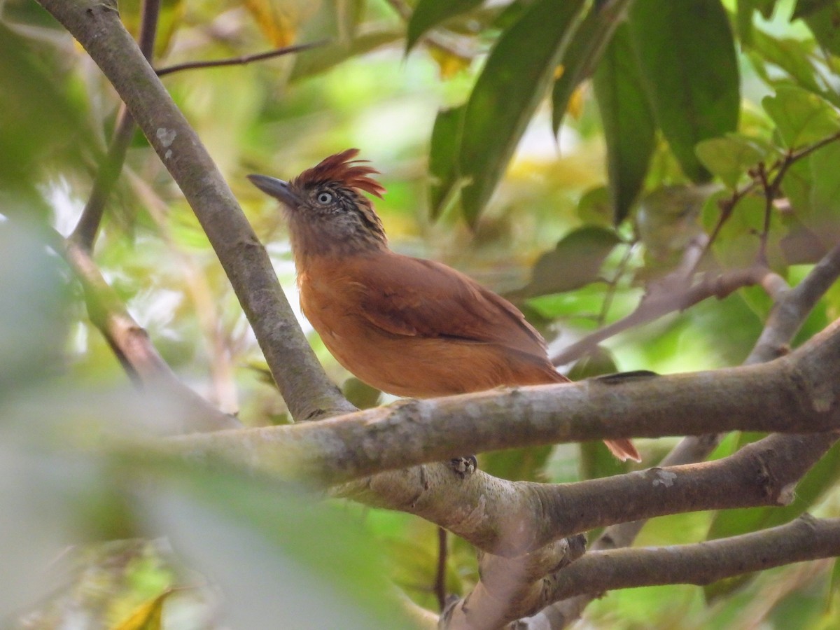 Barred Antshrike - ML623789307