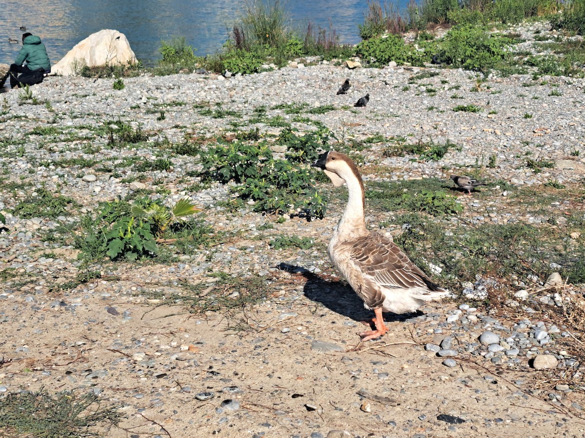 Schwanengans (domestiziert), Höckergans - ML623789309