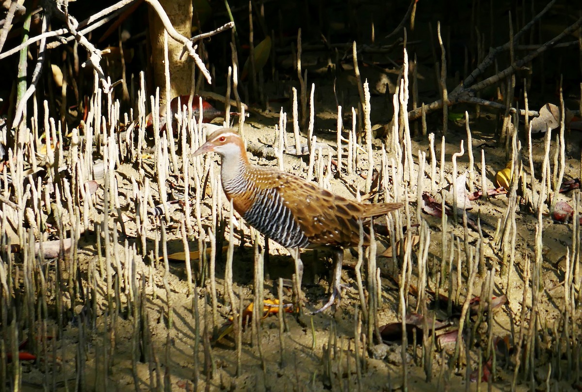 Buff-banded Rail - ML623789312