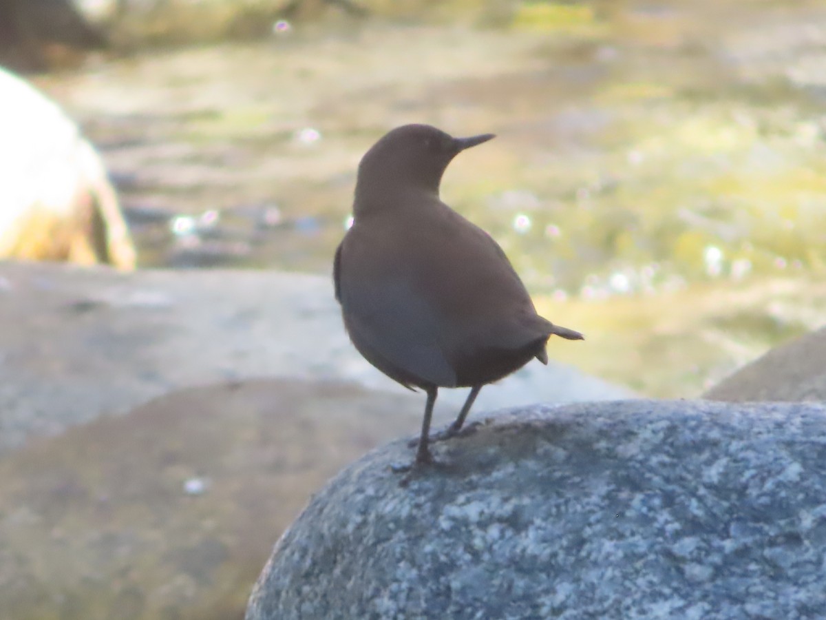 Brown Dipper - ML623789322