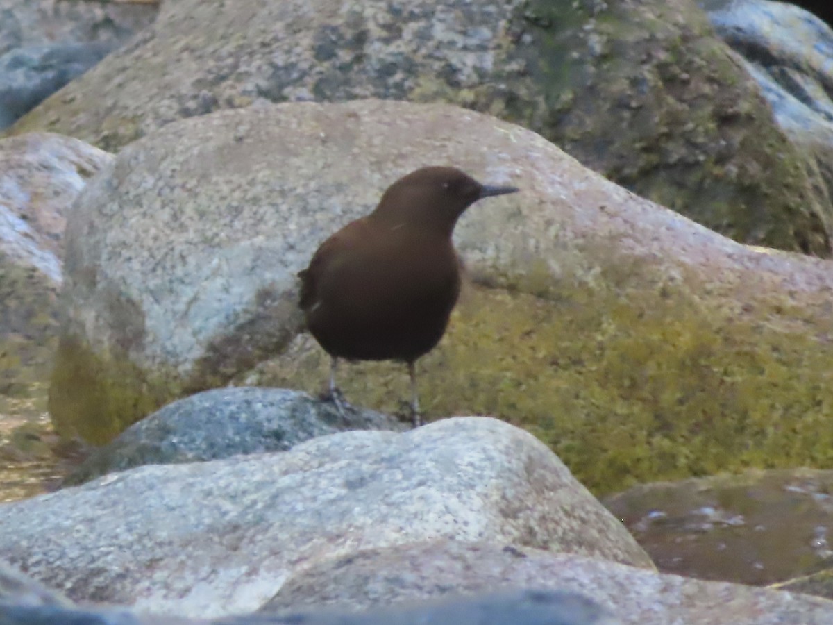 Brown Dipper - ML623789323