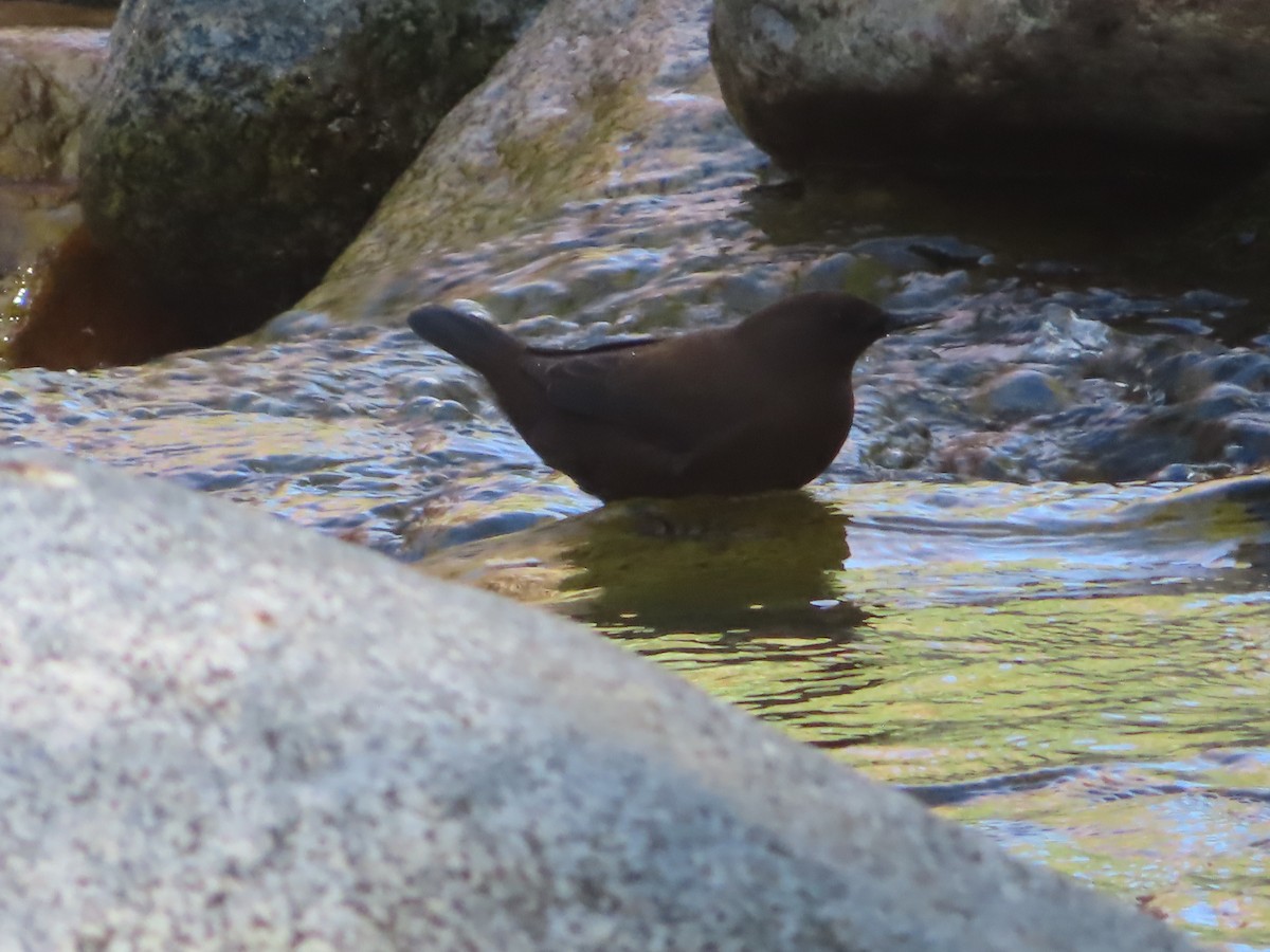 Brown Dipper - ML623789324