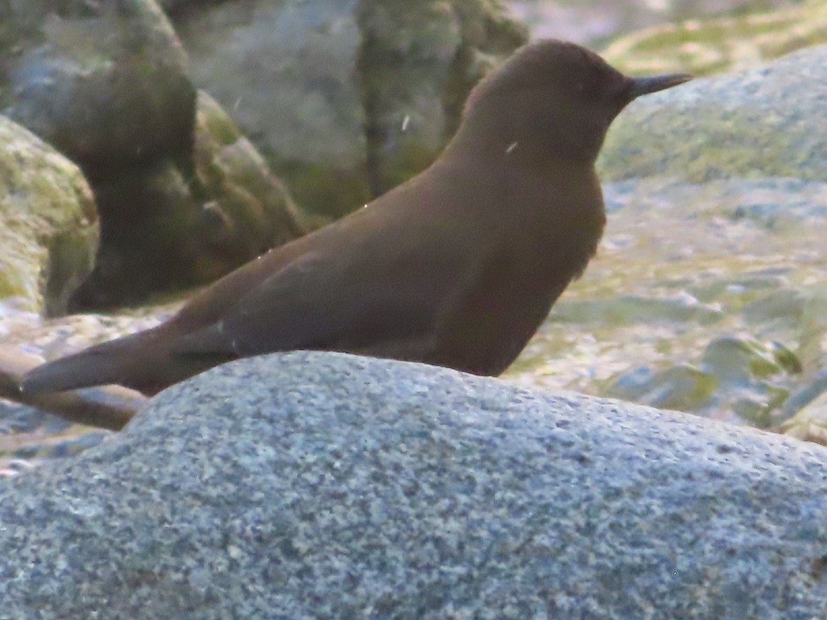 Brown Dipper - ML623789325