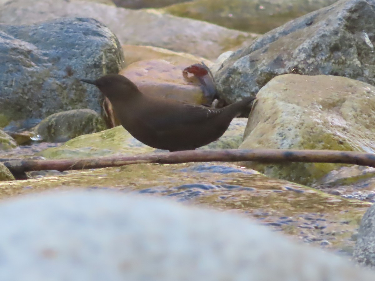 Brown Dipper - ML623789326