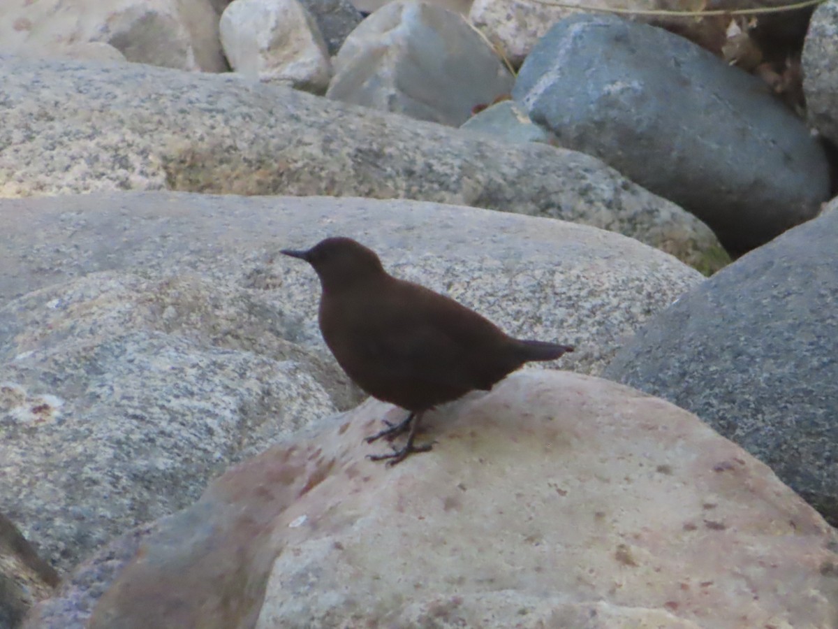 Brown Dipper - J.A. Jensen