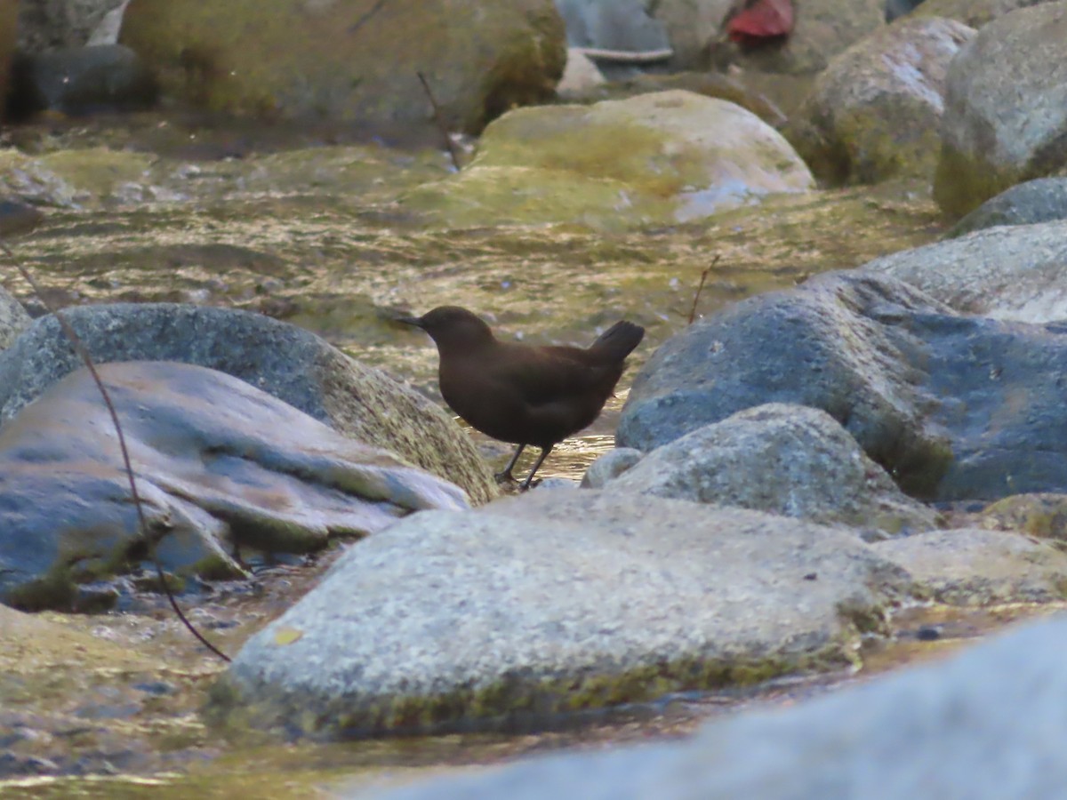 Brown Dipper - J.A. Jensen