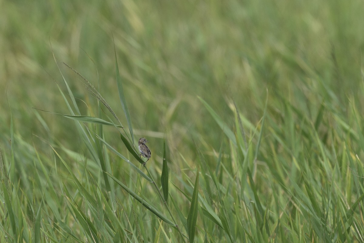 Marsh Grassbird - Takayuki Sakuma