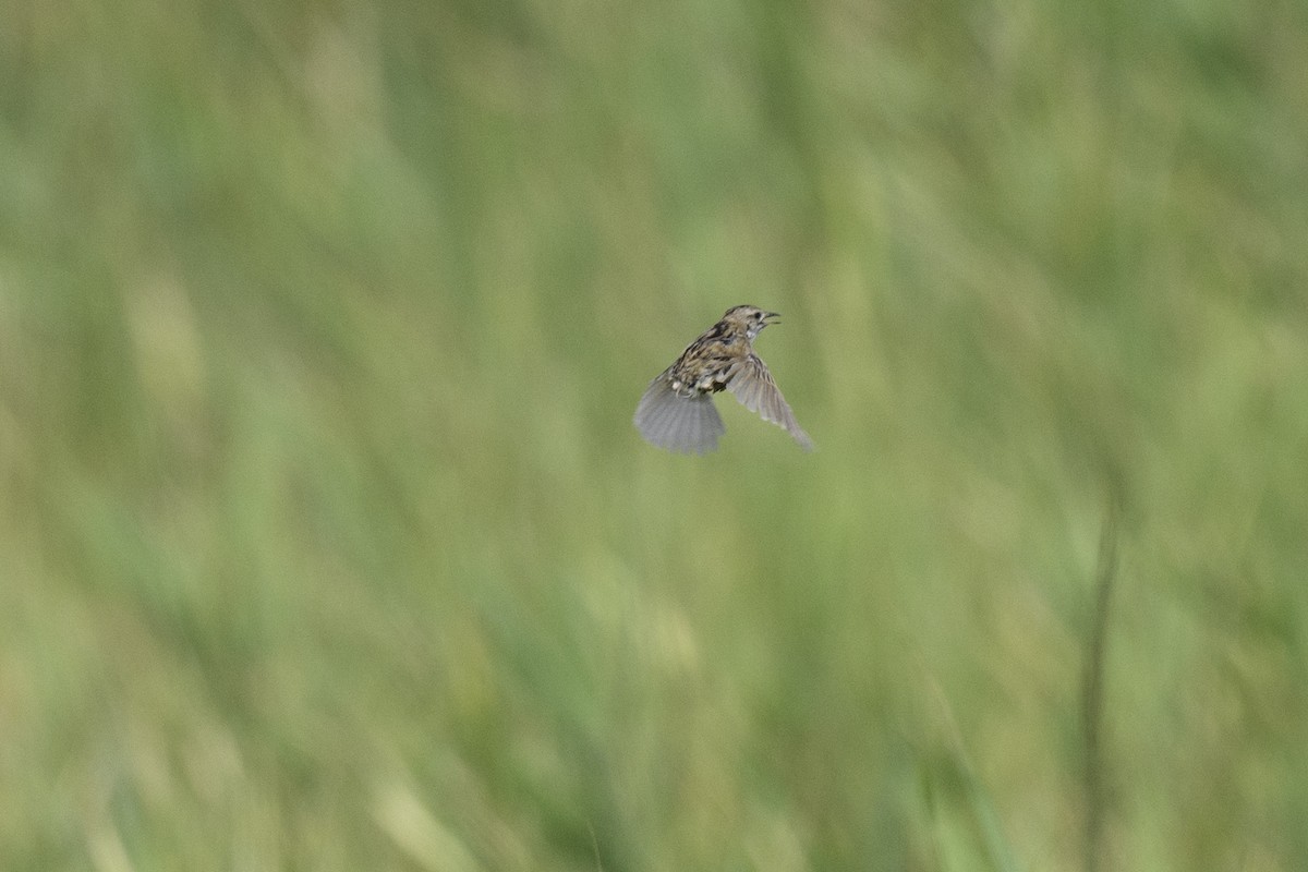 Marsh Grassbird - ML623789397