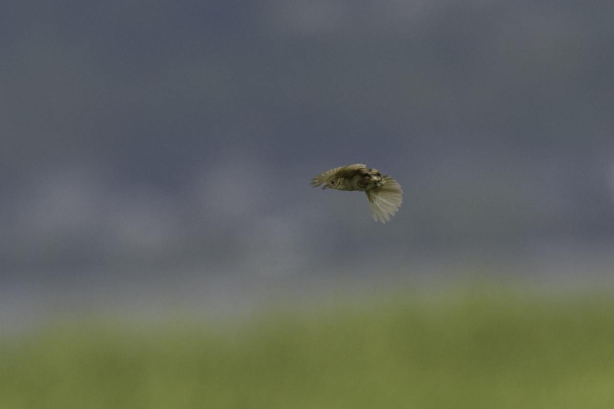 Marsh Grassbird - ML623789400