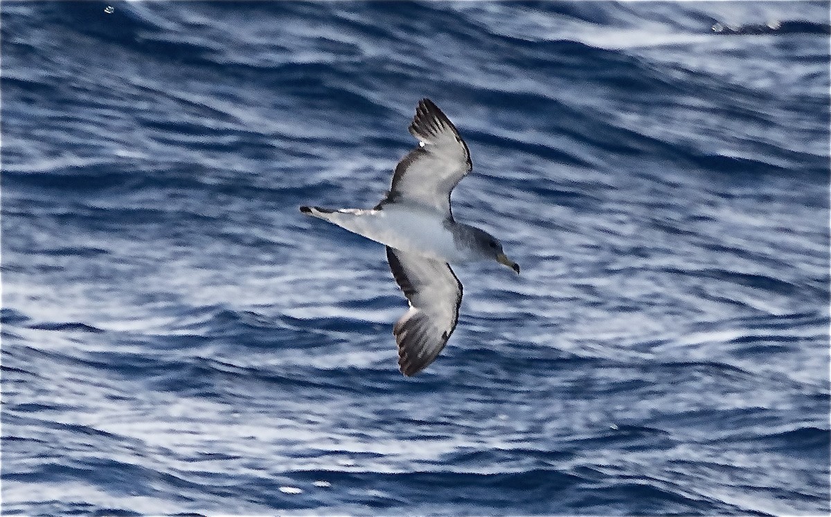 Cory's Shearwater (Scopoli's) - Andrew Kenny