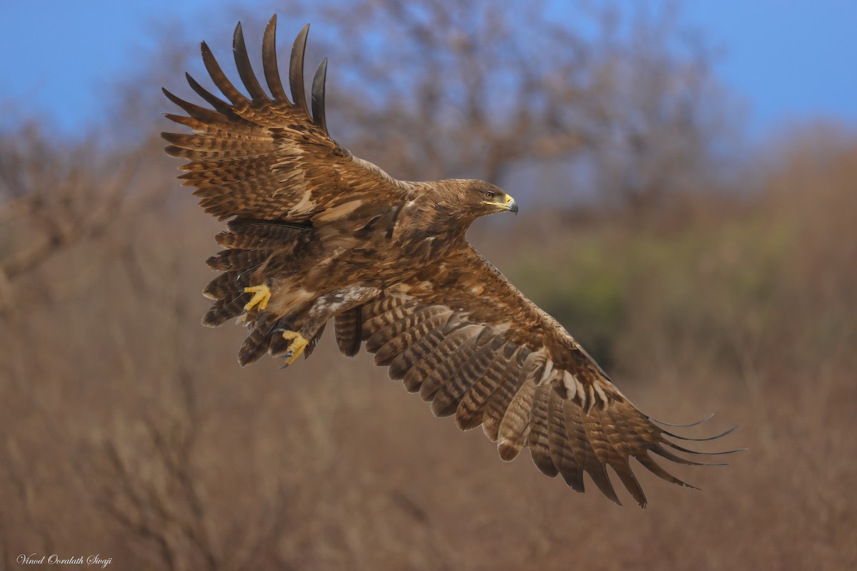 Tawny Eagle - ML623789421