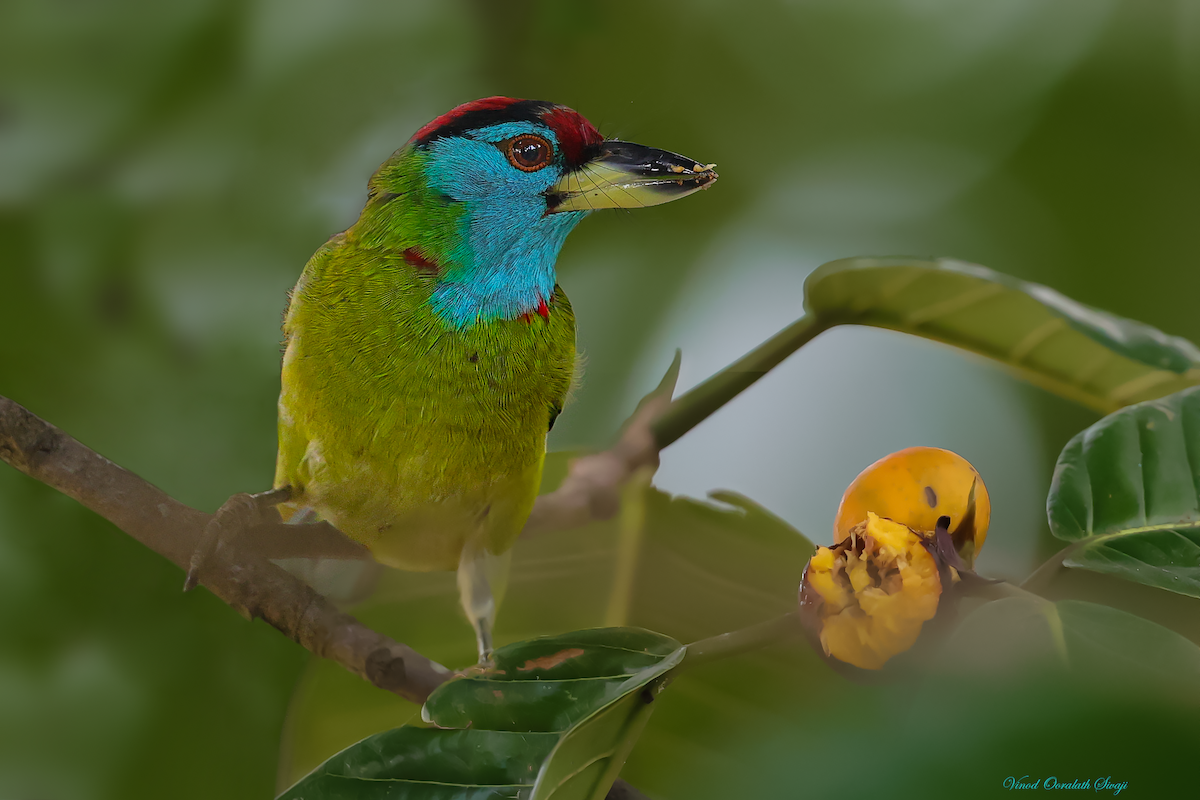 Blue-throated Barbet - ML623789438