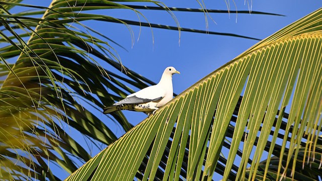 Пінон австралійський - ML623789446