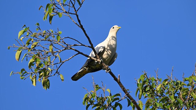 Пінон австралійський - ML623789447