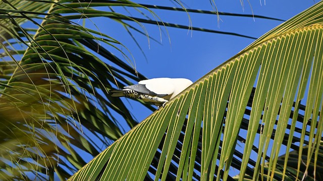 Пінон австралійський - ML623789448