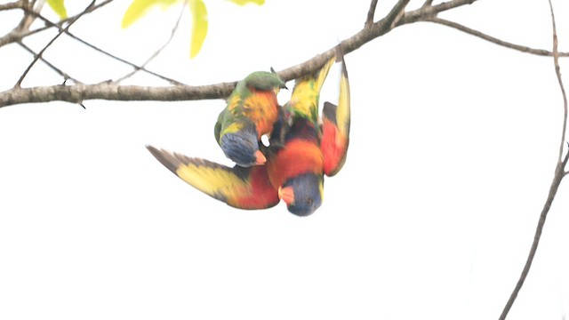 Rainbow Lorikeet - ML623789455