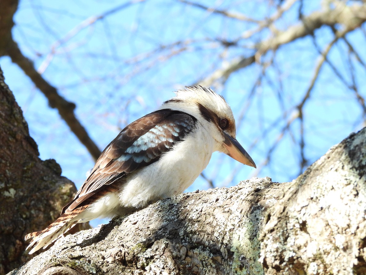 Laughing Kookaburra - ML623789488