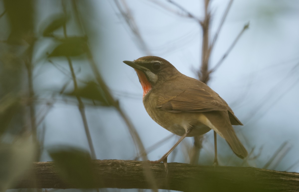 Siberian Rubythroat - ML623789518