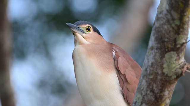 Nankeen Night Heron - ML623789595