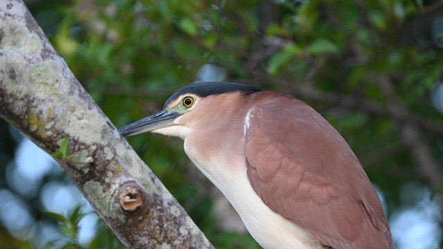 Nankeen Night Heron - ML623789596