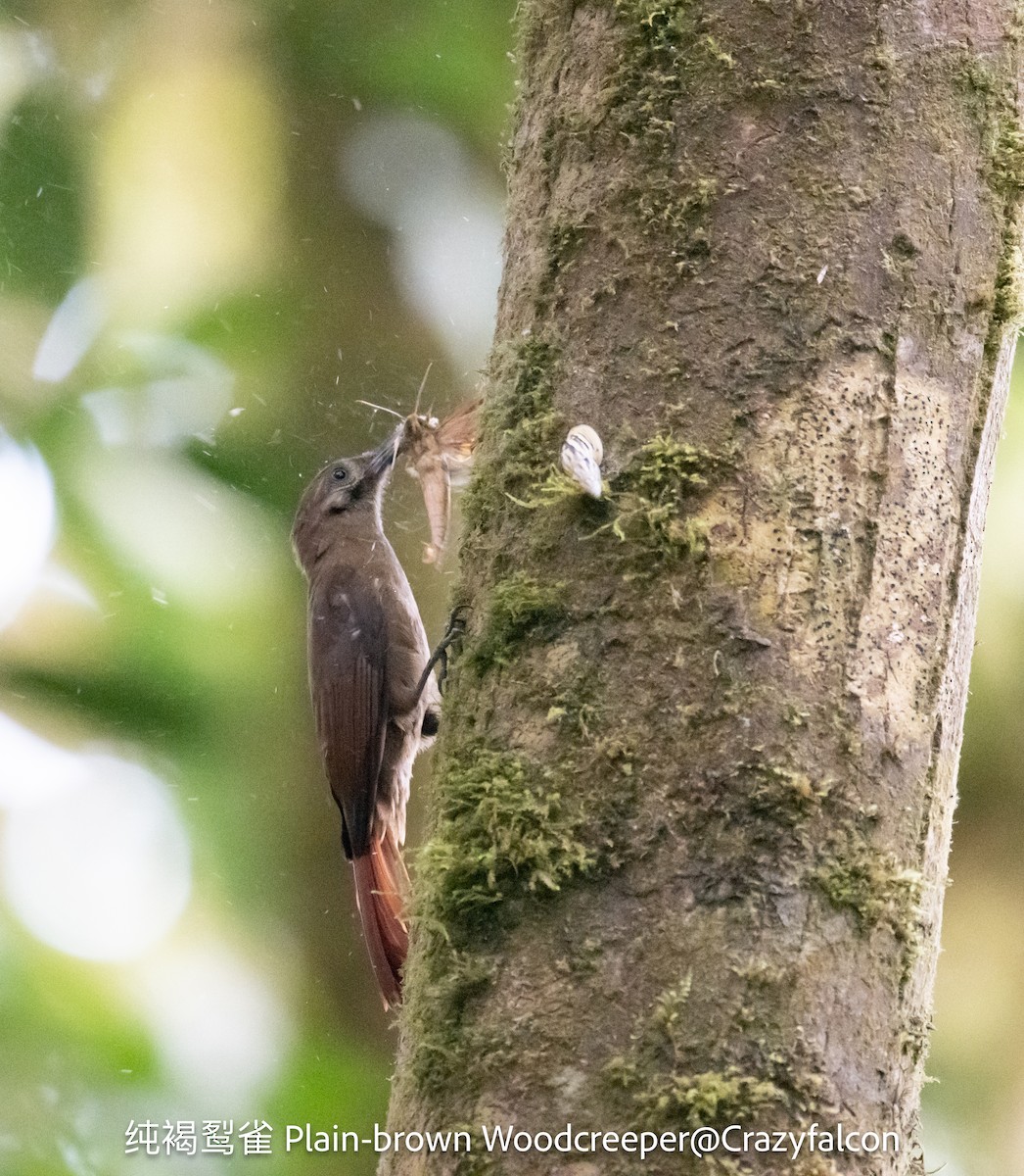 Plain-brown Woodcreeper - ML623789605