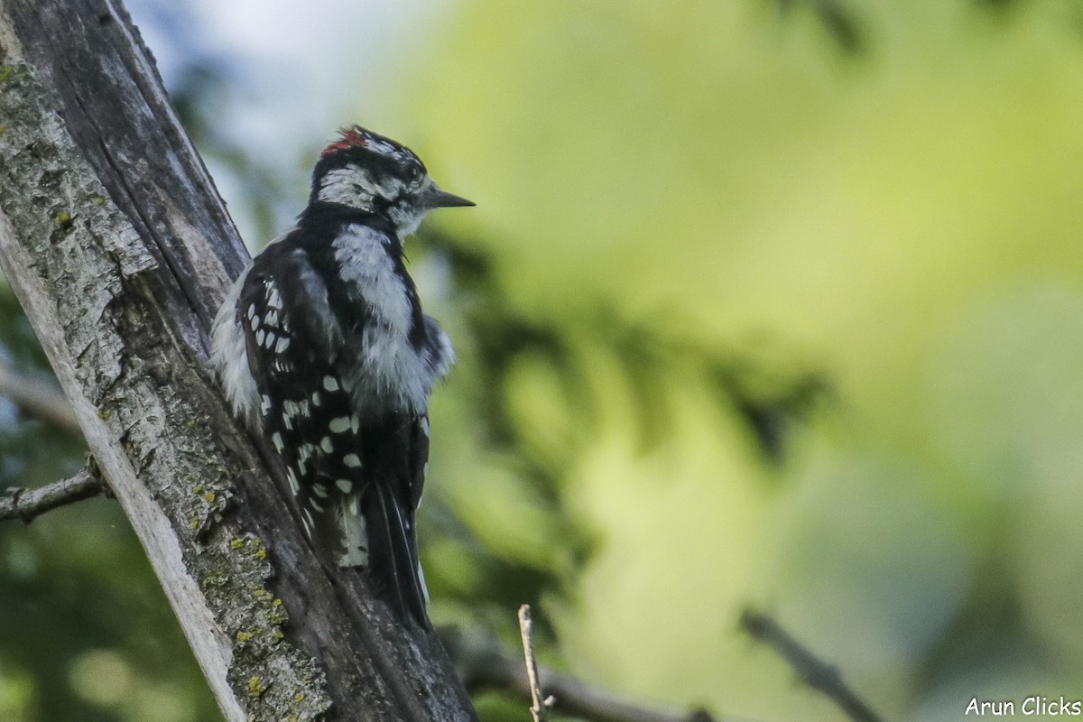 Downy Woodpecker - ML623789610