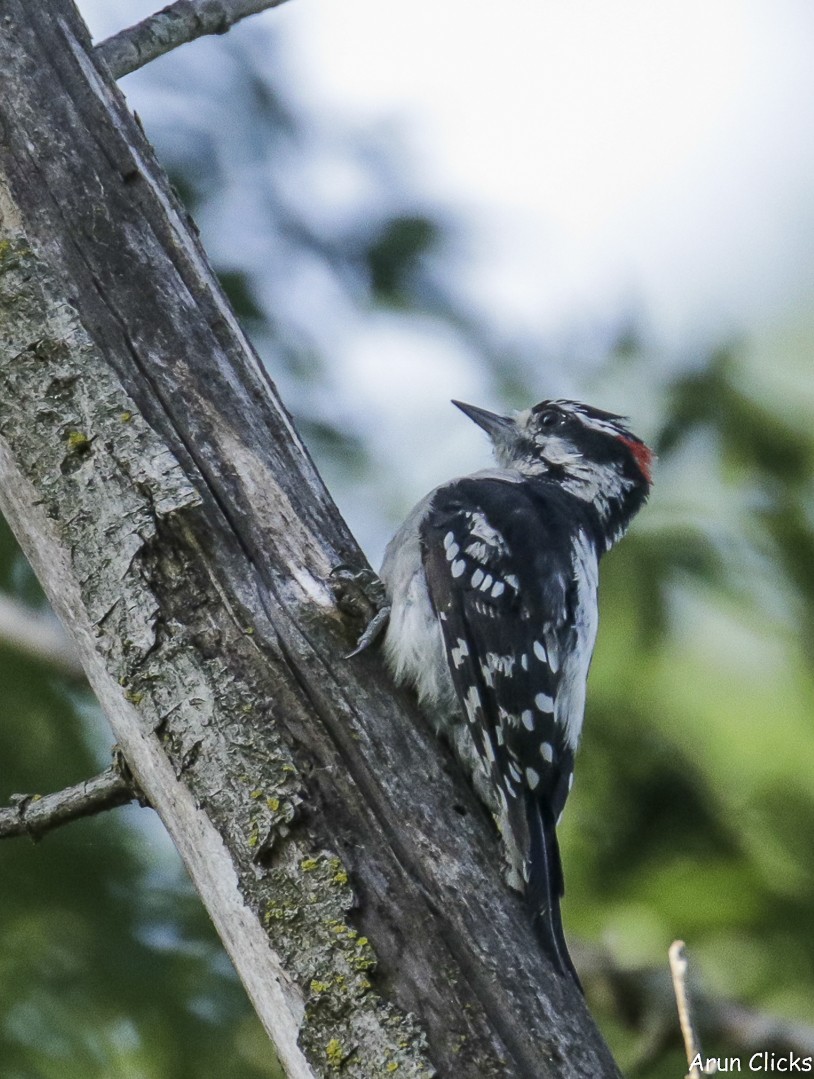 Downy Woodpecker - ML623789611