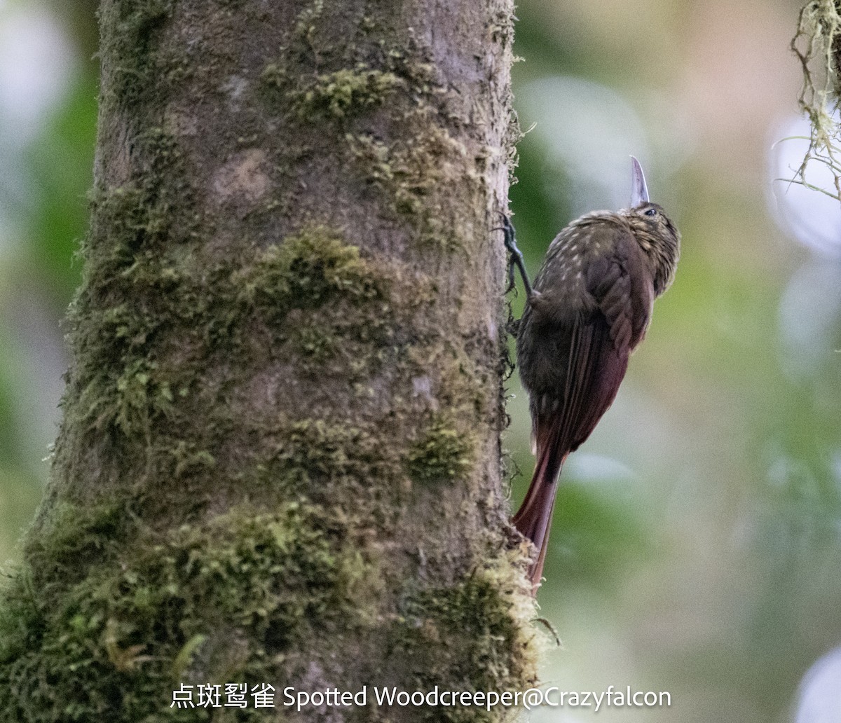 Spotted Woodcreeper - ML623789638