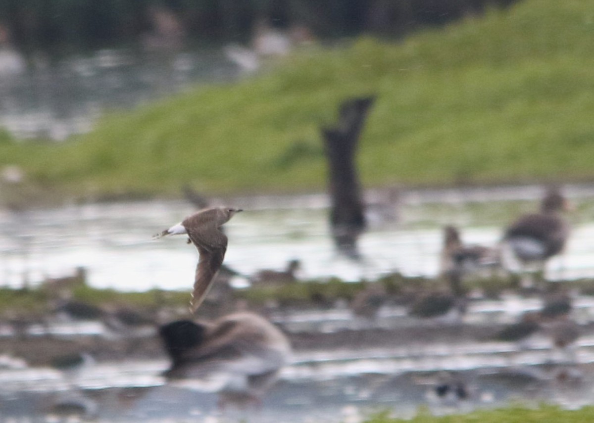 Black-winged Pratincole - ML623789649