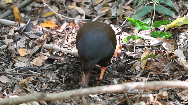Orange-footed Megapode - ML623789670